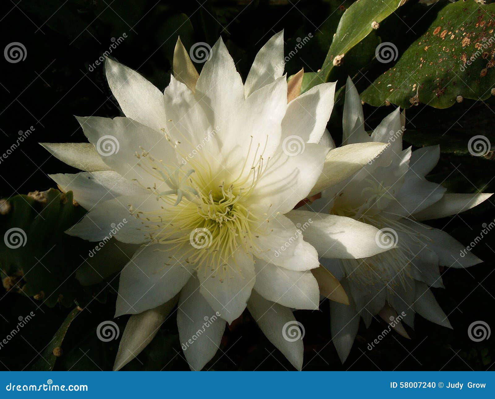 Flor branca lindo do cacto foto de stock. Imagem de proeminente - 58007240