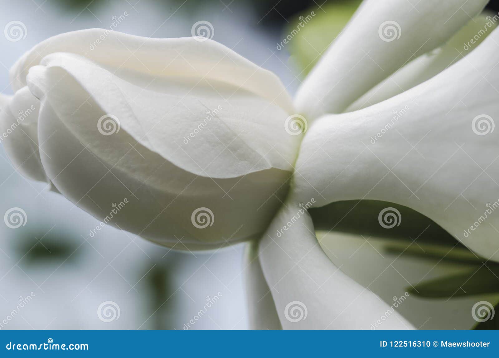 Flor Branca Na Flor Tailandesa Do Jasmim E Do Kaew Da árvore Foto de Stock  - Imagem de jardim, tropical: 122516310