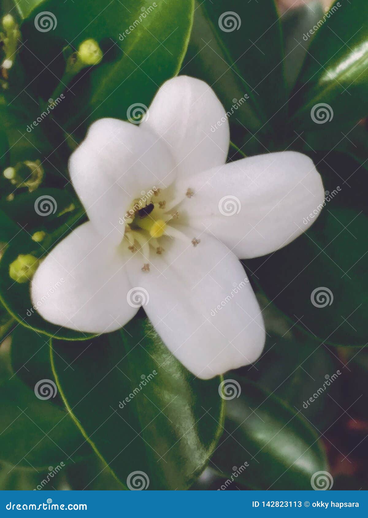 Flor branca natural imagem de stock. Imagem de naughty - 142823113