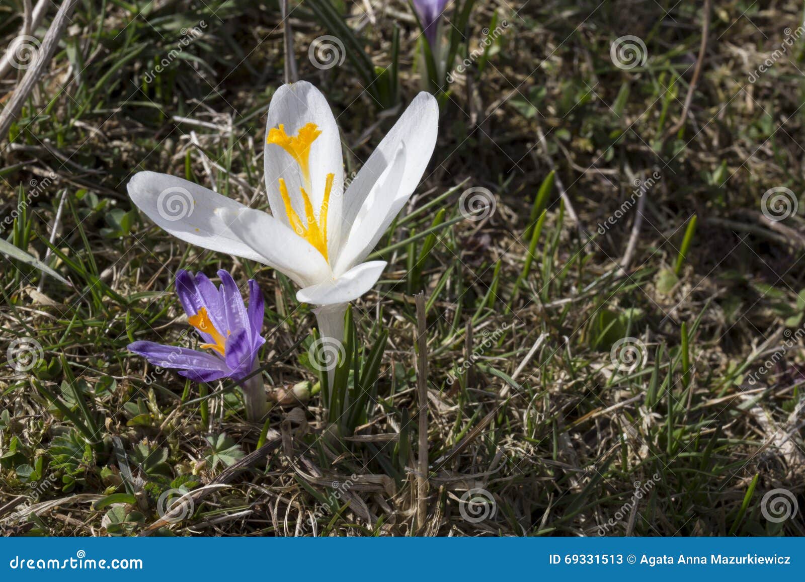 Flor Branca Original Do Açafrão Imagem de Stock - Imagem de grama, campo:  69331513