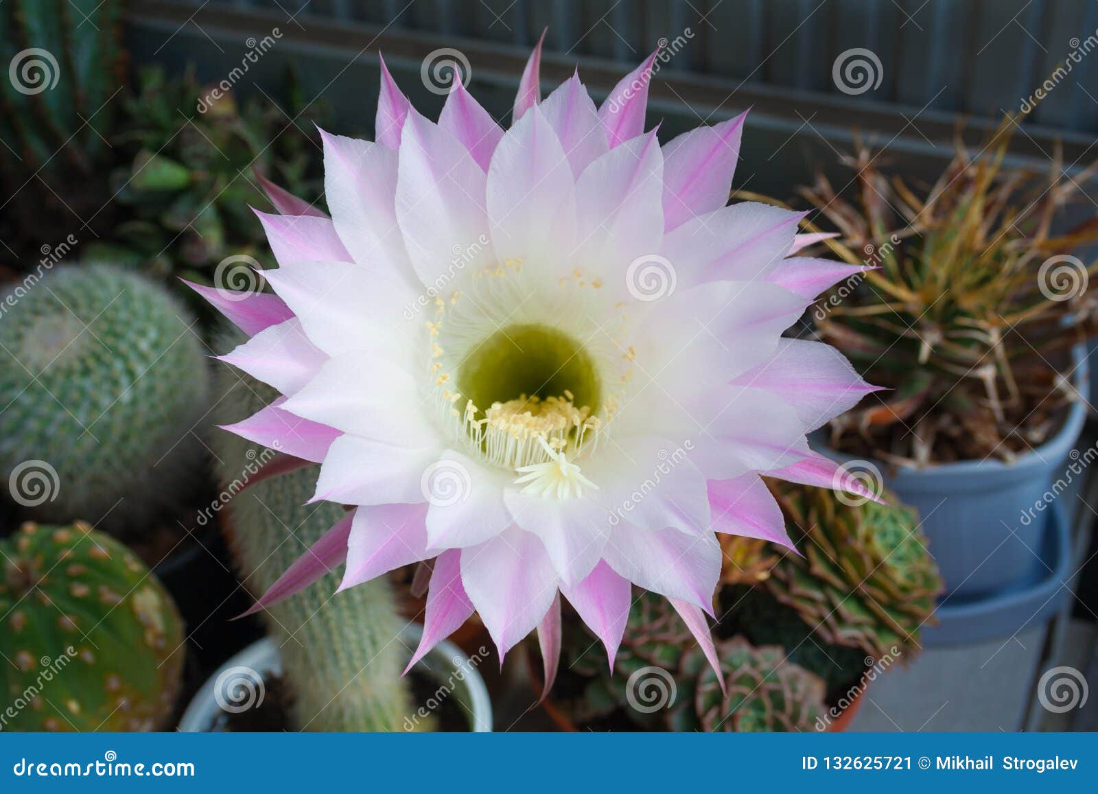 Flor Branco-cor-de-rosa Grande Do Echinopsis Do Cacto Imagem de Stock -  Imagem de florescer, floral: 132625721