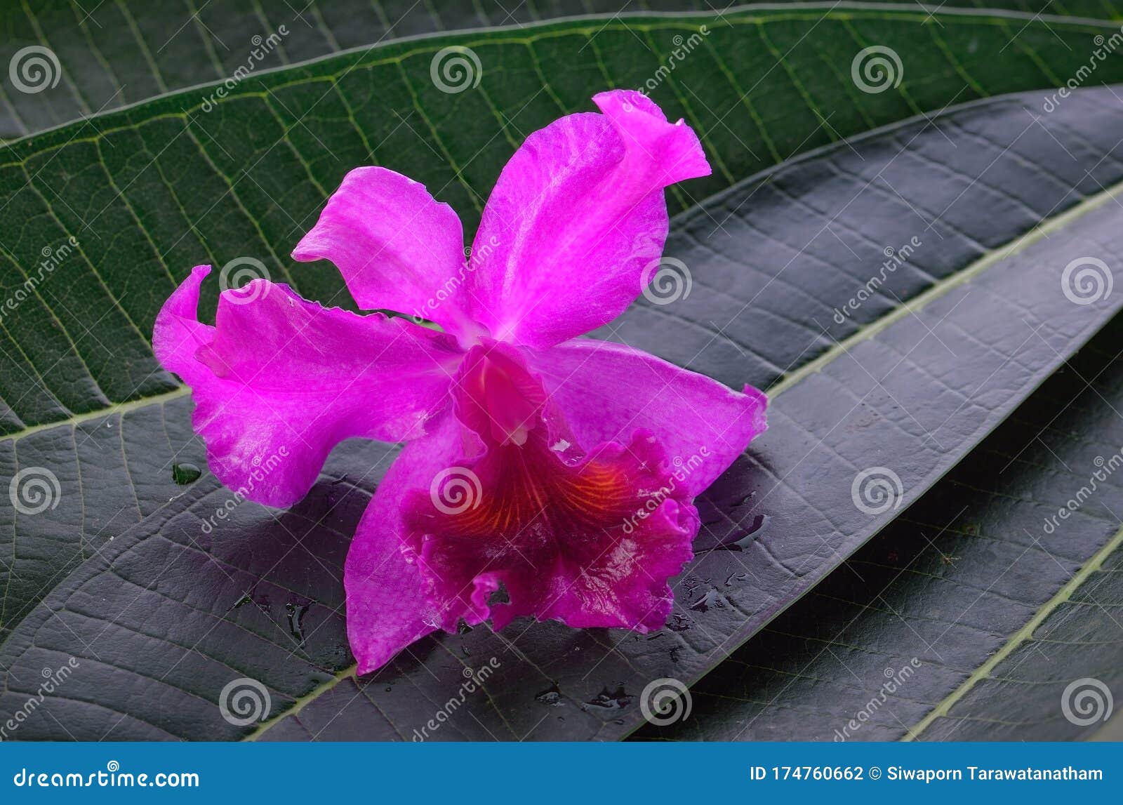 Flor Brillante De La Orquídea De Cattleya En La Flor De La Hoja Foto de  archivo - Imagen de resorte, apacible: 174760662