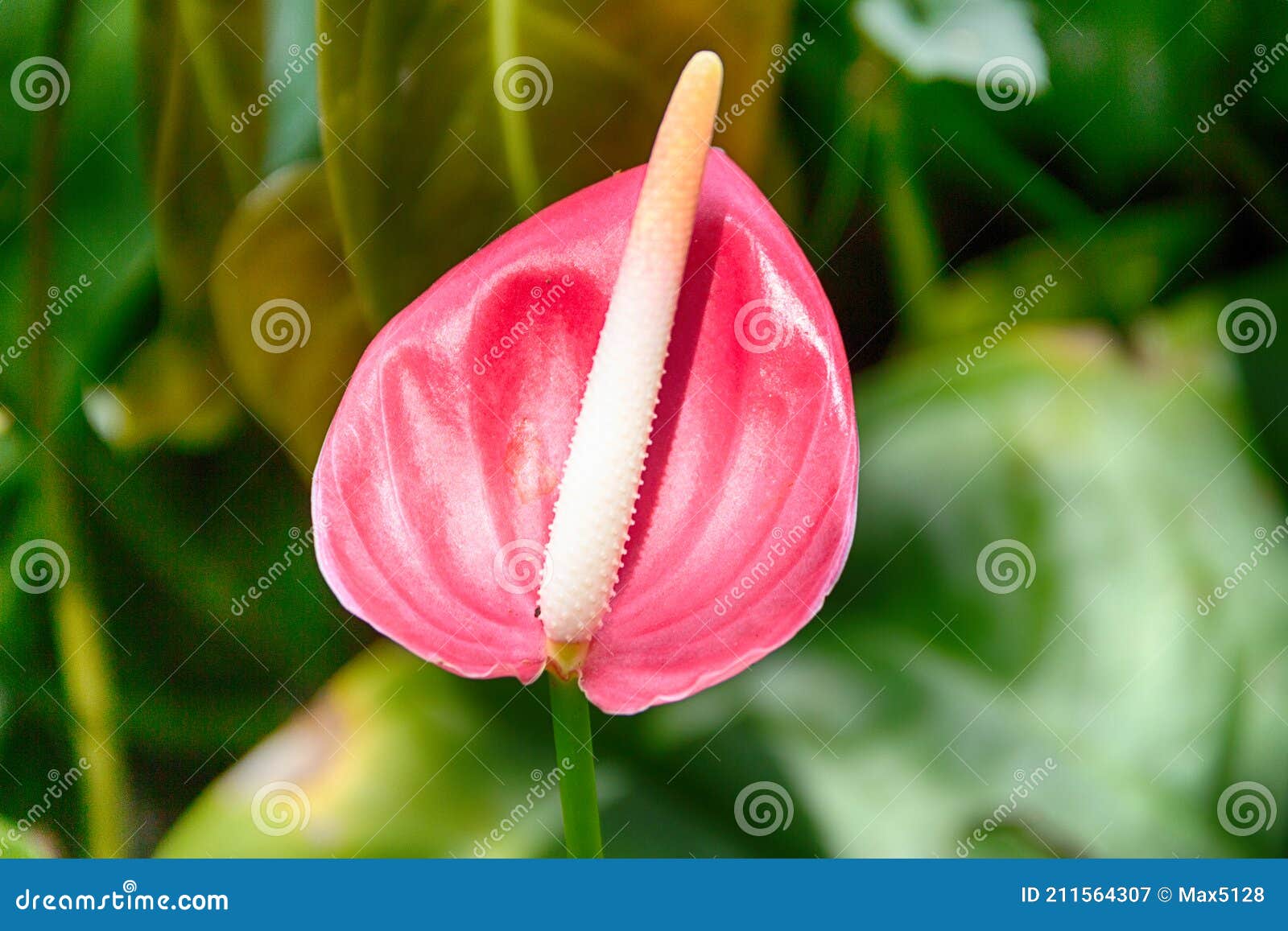 Flor carmesí de la cala imagen de archivo. Imagen de floral - 211564307