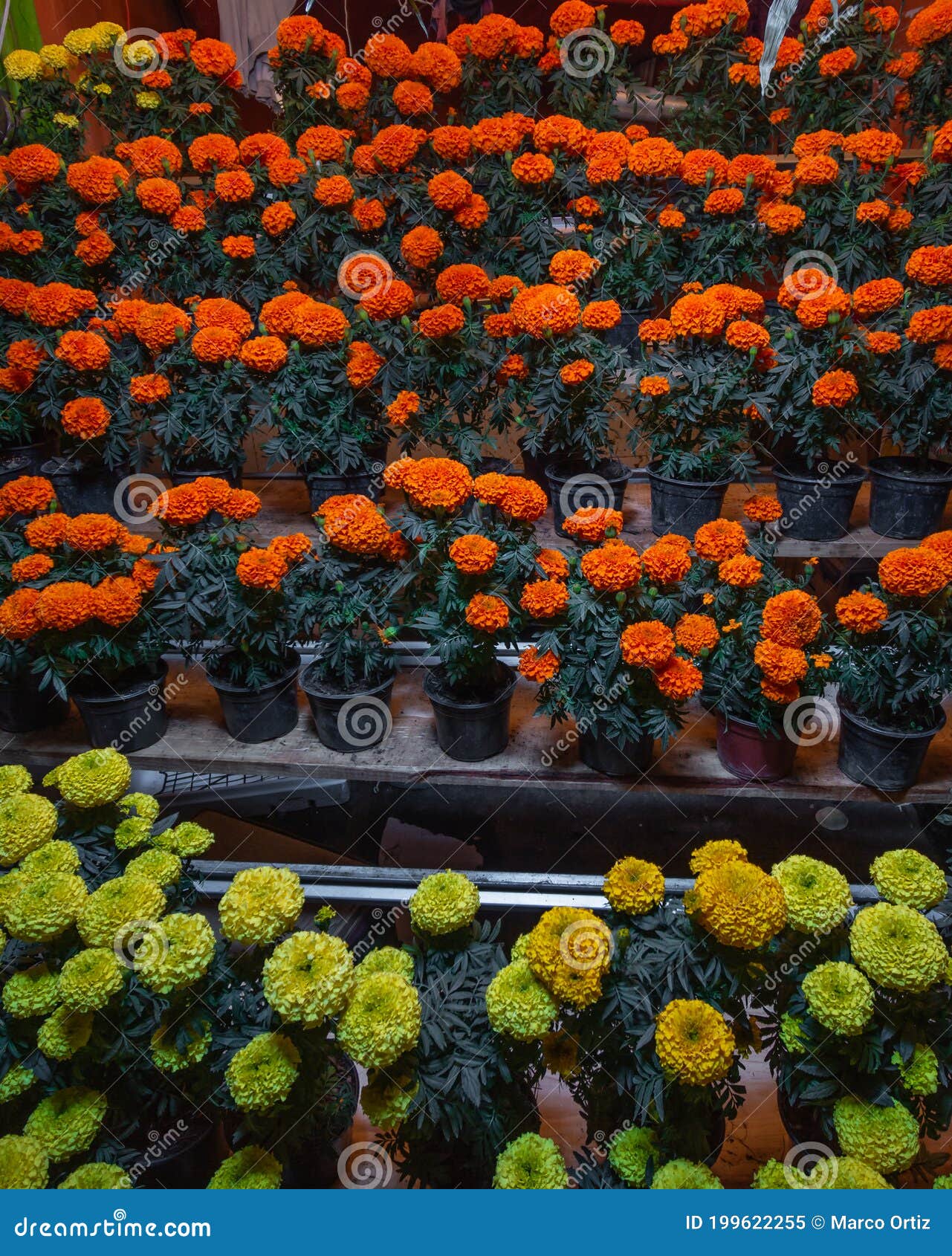 Flor Cempasuchil Del Día De La Muerte De Los Colores Naranja Y Amarillo, En  Un Típico Puesto De Mercado En México Imagen de archivo - Imagen de cubo,  agricultura: 199622255