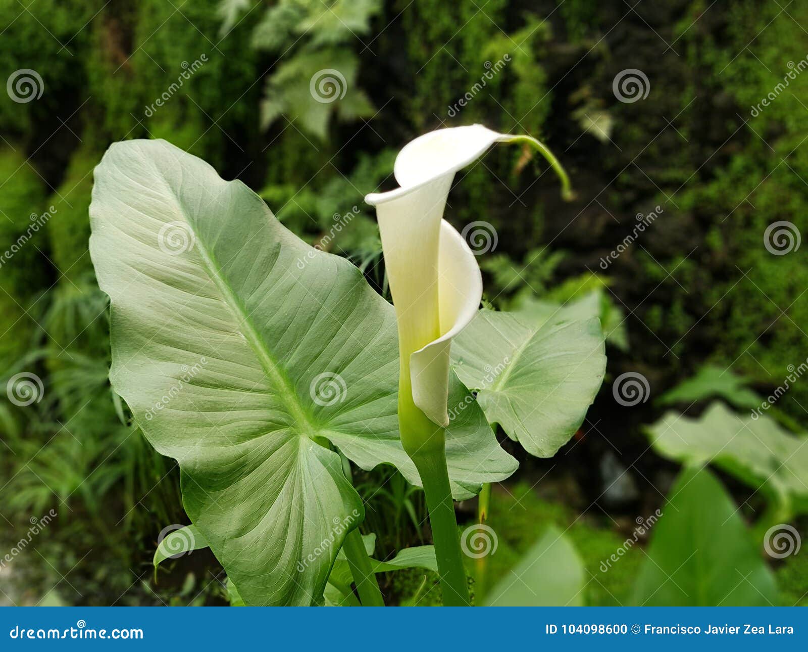 Flor Cerrada Blanca De Alcatraz Foto de archivo - Imagen de verde, hoja:  104098600