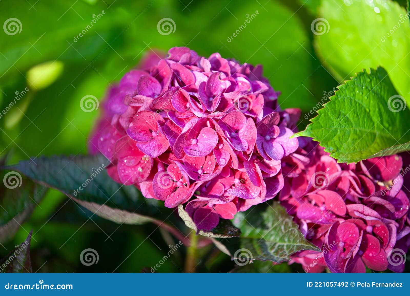 Flor Chamada Hydrangea Ou Hortensia, De Cor Rosa Foto de Stock - Imagem de  planta, subtropical: 221057492