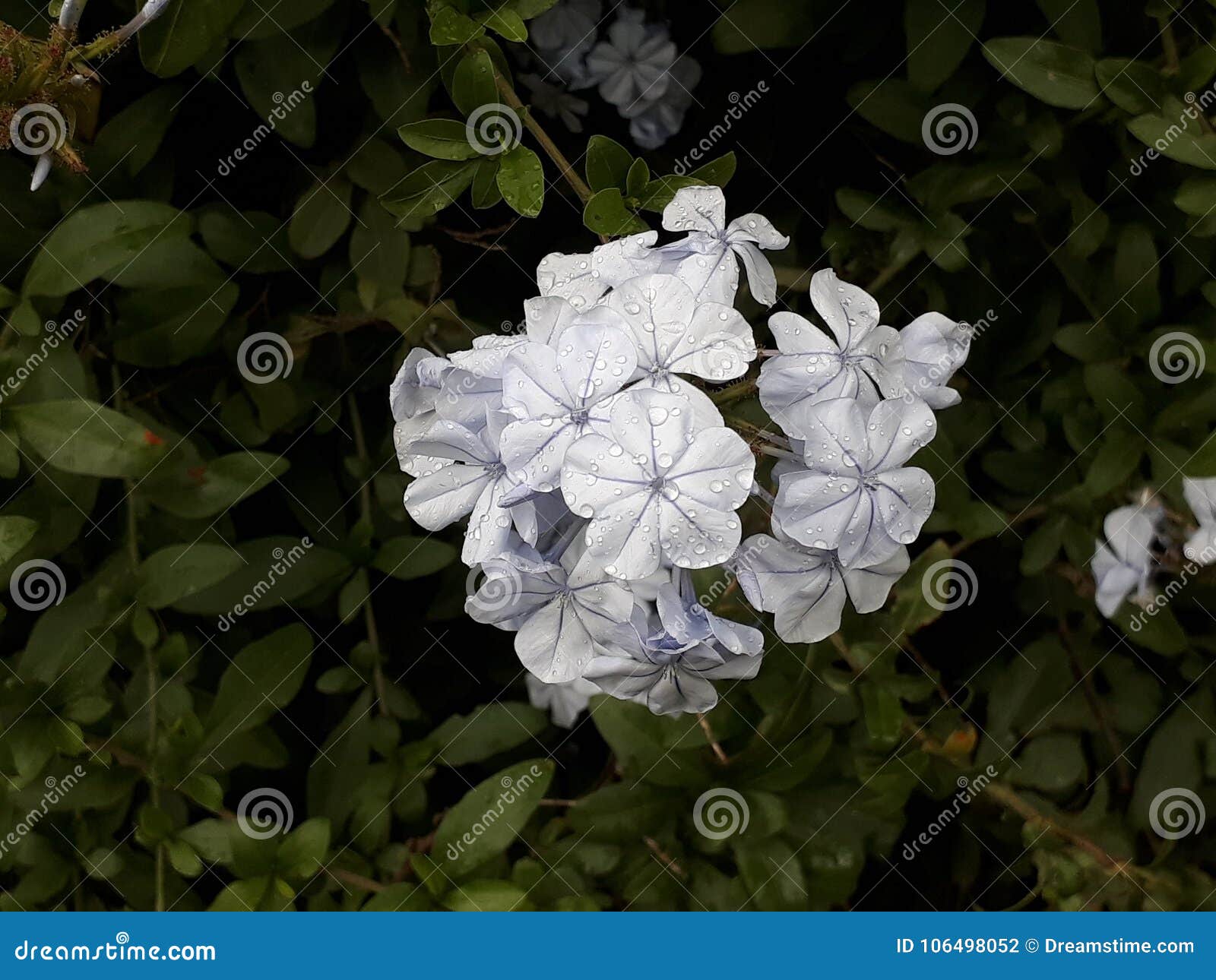flor color blanco marfil / white flower