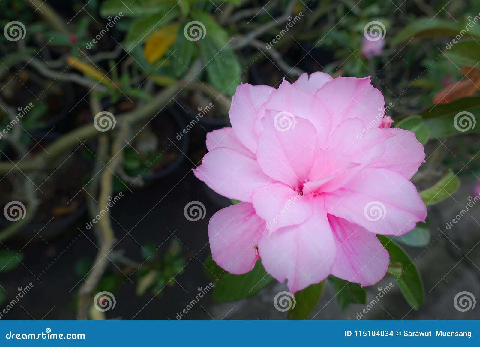 Flor Color De Rosa Del Desierto Foto de archivo - Imagen de flor, macro: 115104034 Flor Color De Rosa Del Desierto Foto de archivo - Imagen de flor, macro: 115104034