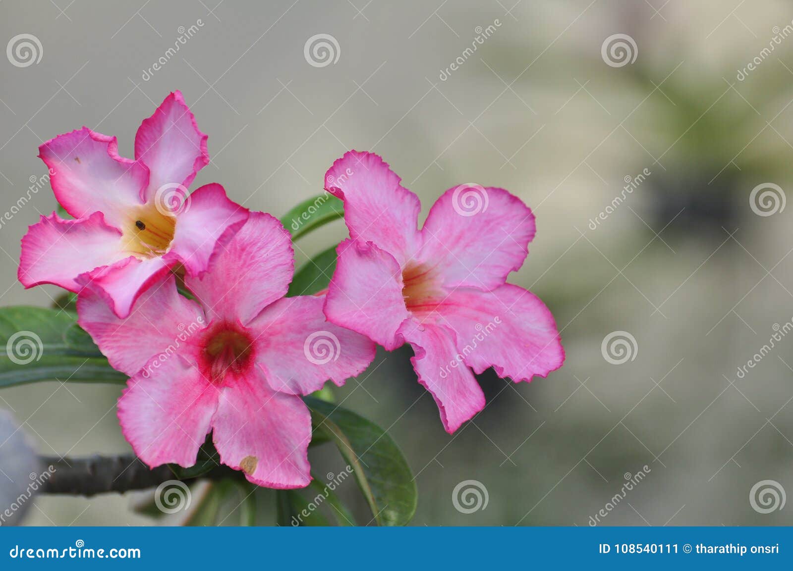 Flor color de rosa del desierto rosado Flores rosadas hermosas. Flores rosadas hermosas Flor color de rosa del desierto rosado flor color de rosa del desierto rosado con descensos de rocío en la mañana Lirio de impala, azalea falsa, manojo hermoso de flores rosadas