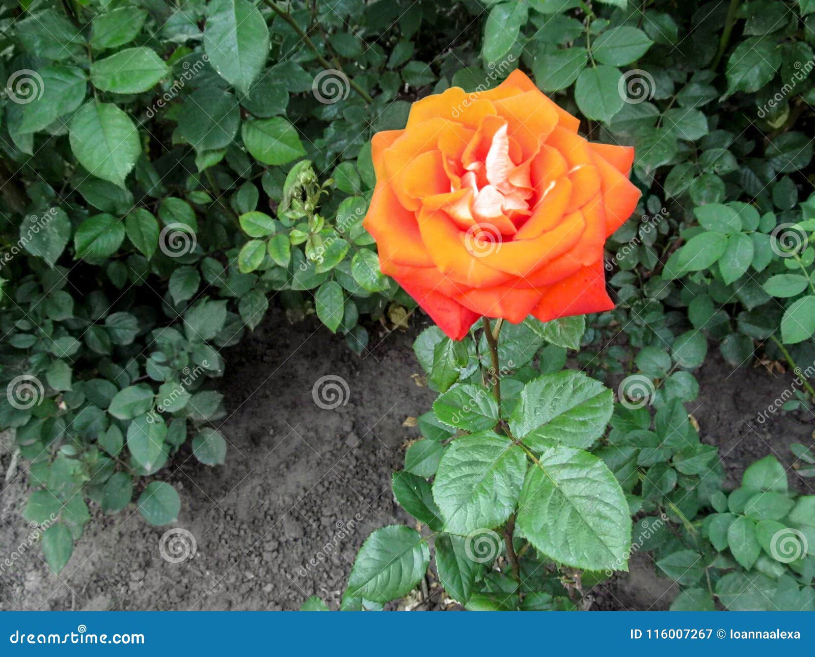 Flor Color De Rosa De La Naranja Grande Sola De La Variedad Del ` De Mónica  Del ` En El Ambiente Natural En El Jardín Imagen de archivo - Imagen de  ambiente, color: 116007267