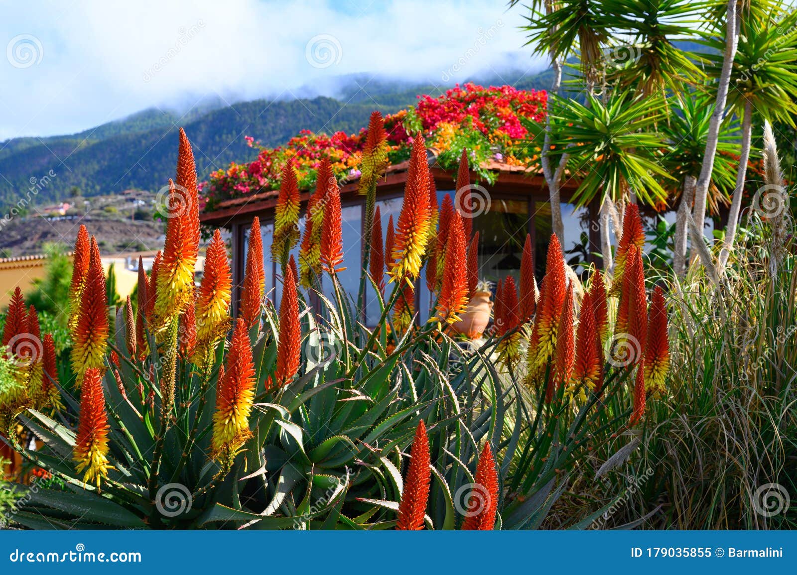 Flor Colorida De La Planta De Aloe Vera En La Isla Tropical La Palma Imagen  de archivo - Imagen de planta, flor: 179035855