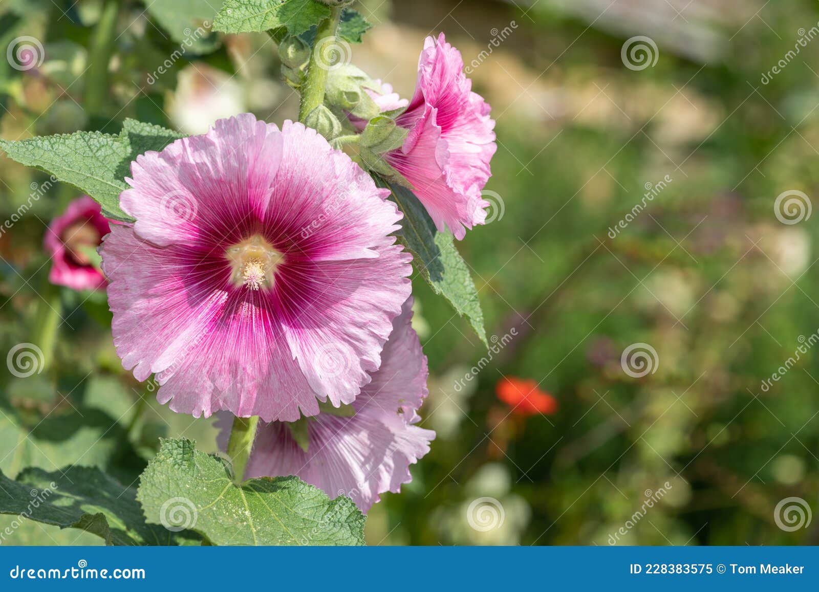 Flor Común Hollyhock Alcea Rosea Imagen de archivo - Imagen de salir,  horticultura: 228383575
