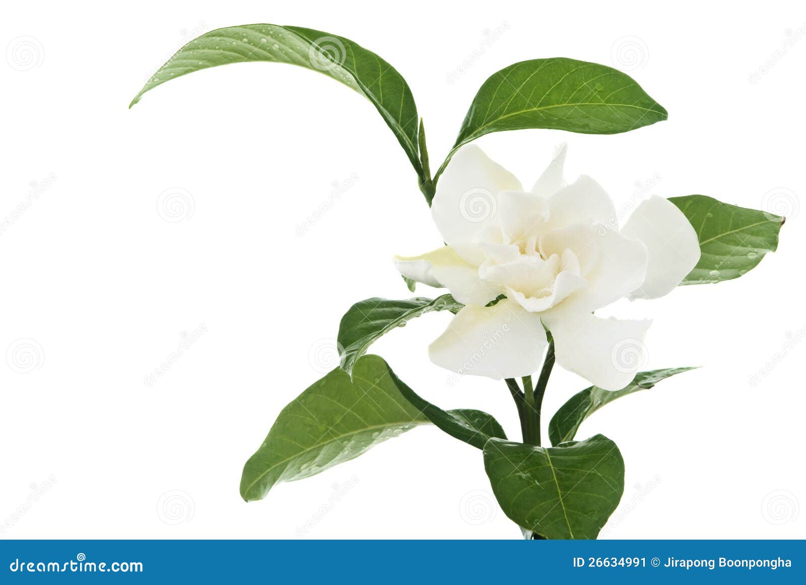 Flor Comum Do Jasmim Do Orcape Do Gardenia De Hite Imagem de Stock - Imagem  de capa, beleza: 26634991