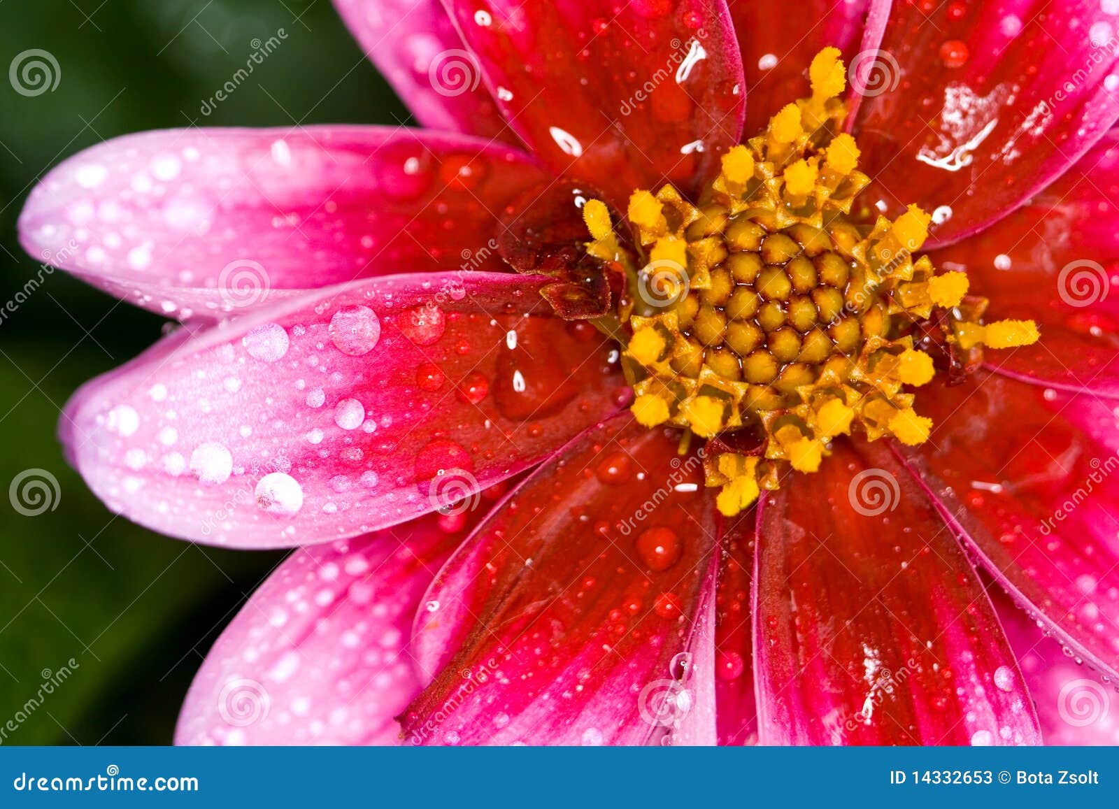Flor con la gota del agua imagen de archivo. Imagen de margarita - 14332653 Flor con la gota del agua imagen de archivo. Imagen de margarita - 14332653