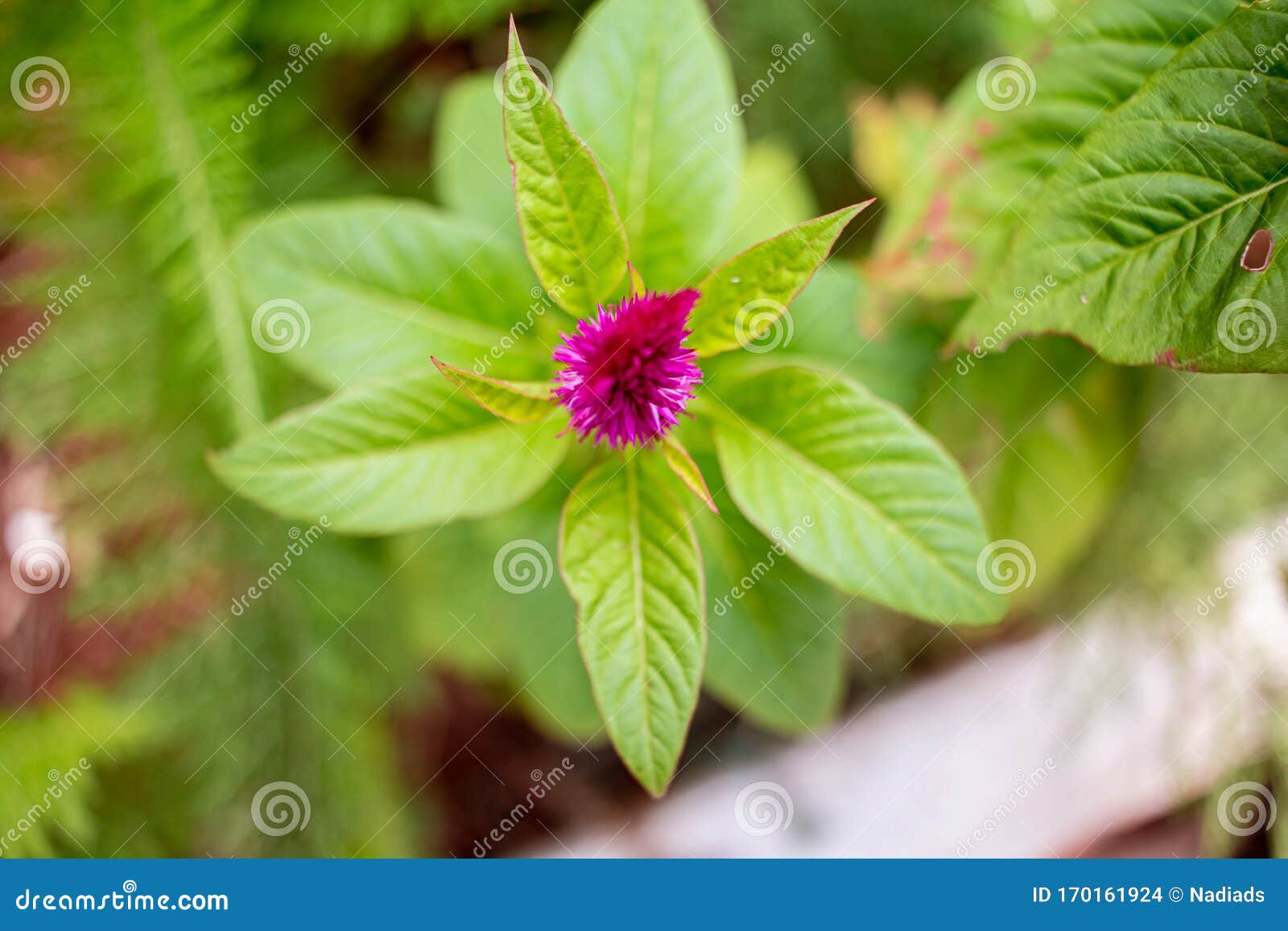 Flor Conocida En Brasil Como Crista De Galo Foto de archivo - Imagen de  flores, verde: 170161924