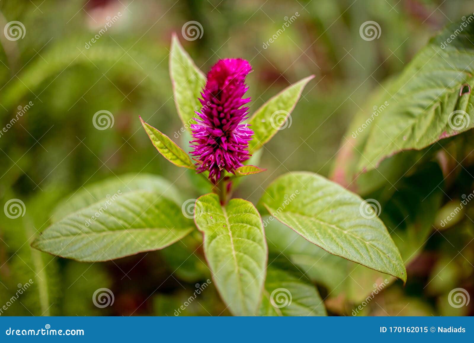 Flor Conocida En Brasil Como Crista De Galo Imagen de archivo - Imagen de  casero, belleza: 170162015