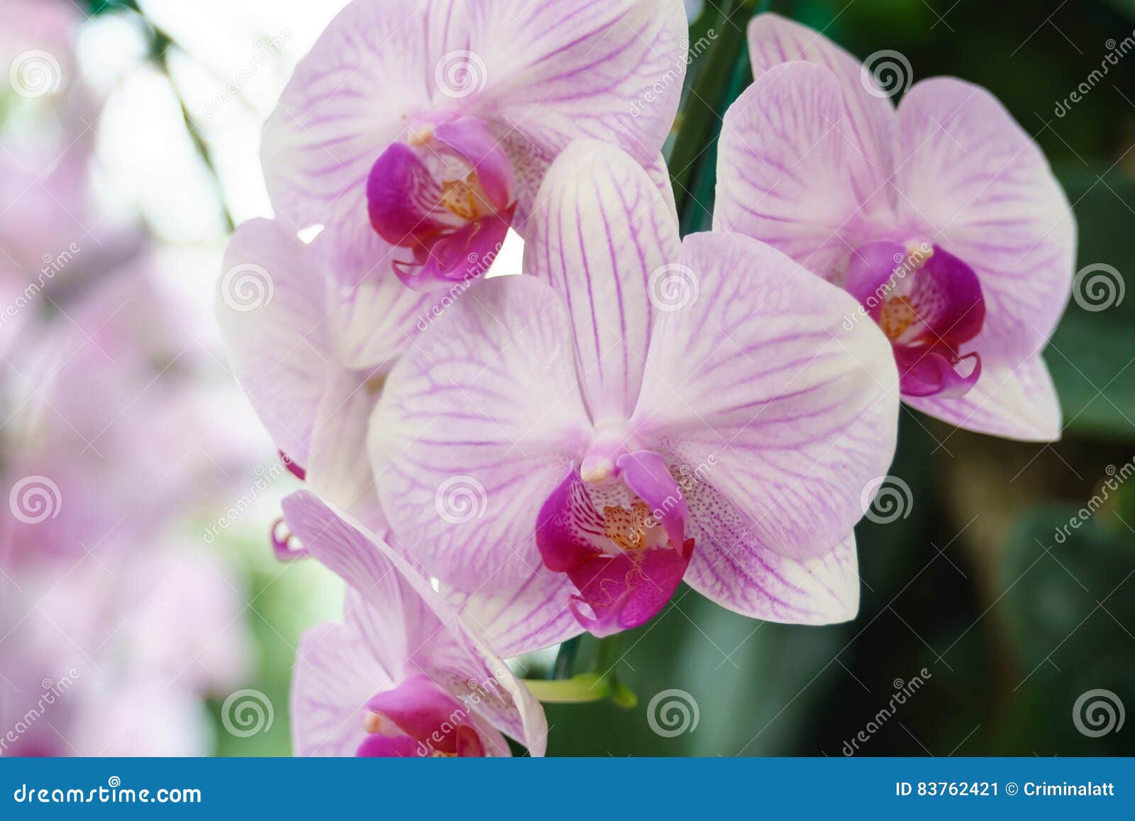 Flor Cor-de-rosa Branca Da Orquídea Do Phalaenopsis No Jardim Imagem de  Stock - Imagem de branco, filial: 83762421