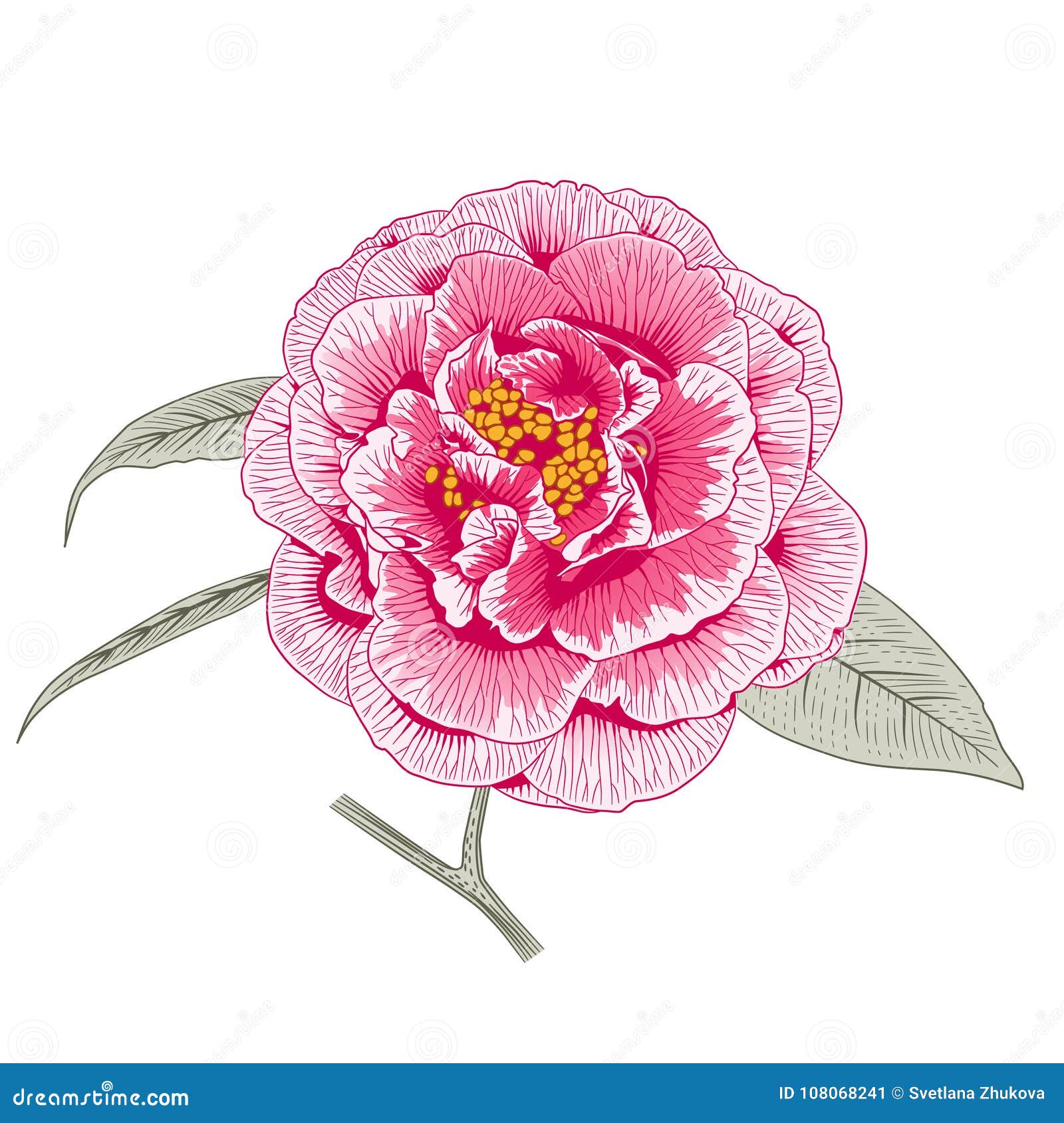 Flor Cor-de-rosa Colorido Do Formulário Do Dobro Da Rosa Da Camélia  Ilustração do Vetor - Ilustração de pincelada, botânica: 108068241