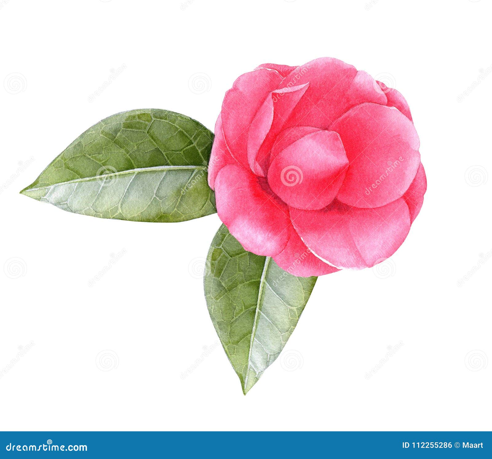 Flor Cor-de-rosa Da Camélia Da Aquarela Com Folhas Ilustração Stock -  Ilustração de arbusto, bonito: 112255286