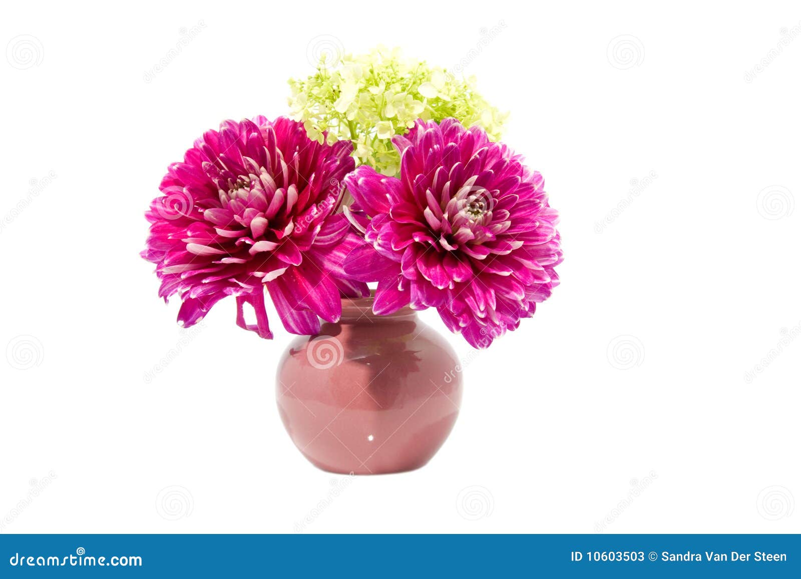 Flor Cor-de-rosa Da Dália No Vaso Imagem de Stock - Imagem de plantas,  flores: 10603503
