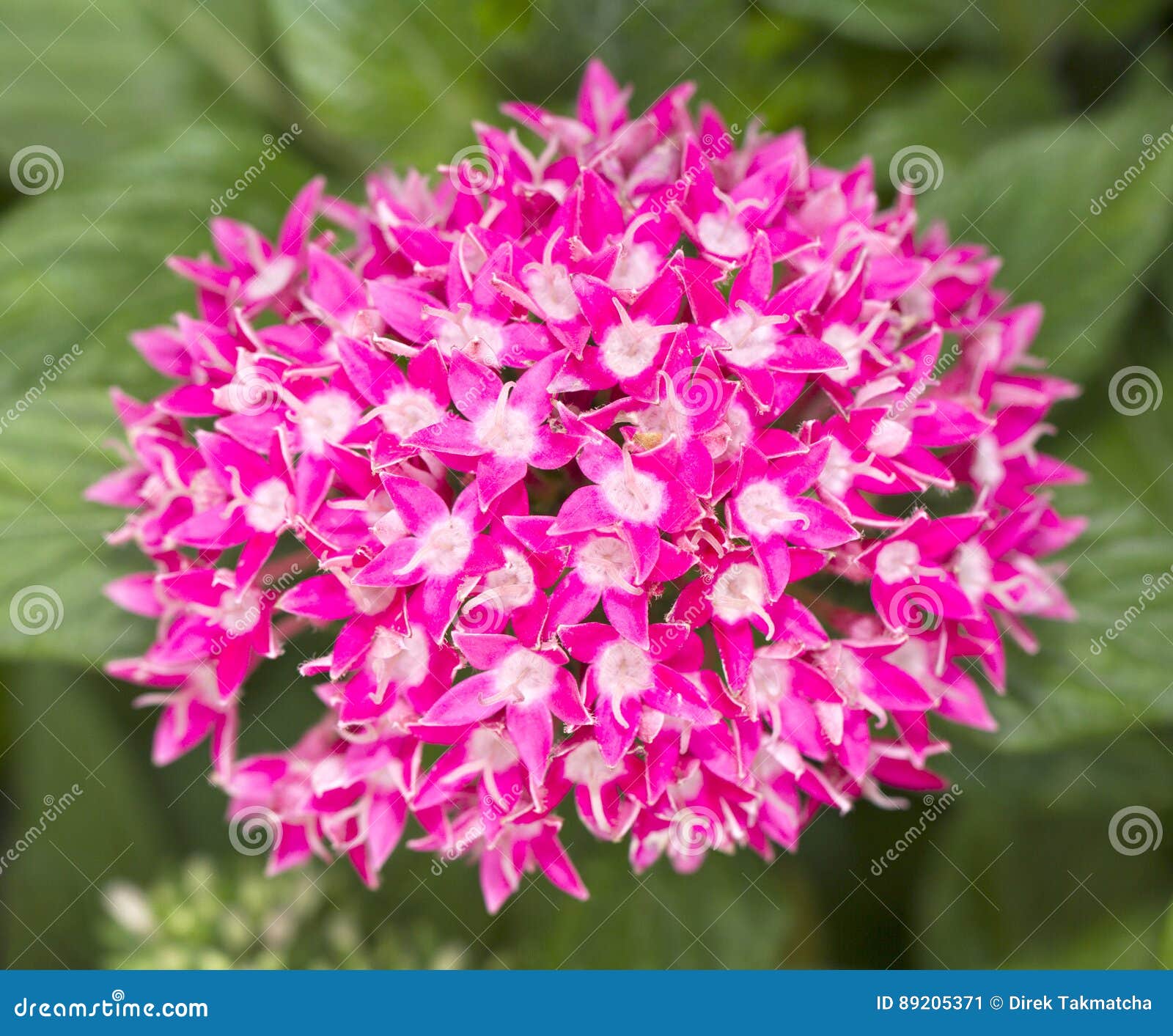 Flor cor-de-rosa de Ixora imagem de stock. Imagem de jardim - 89205371