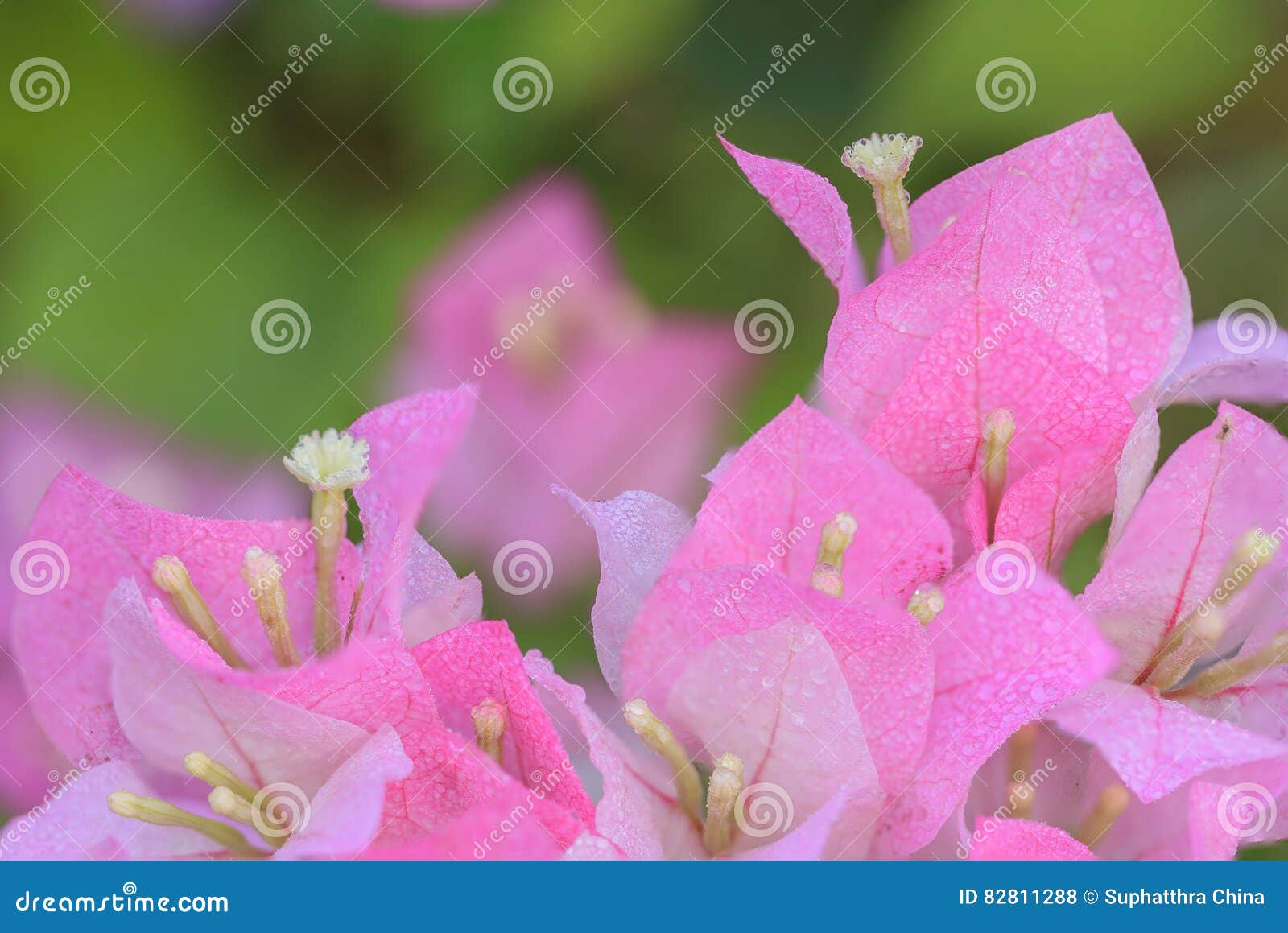 Flor Cor-de-rosa Do Bougainvillea Foto de Stock - Imagem de parque ...