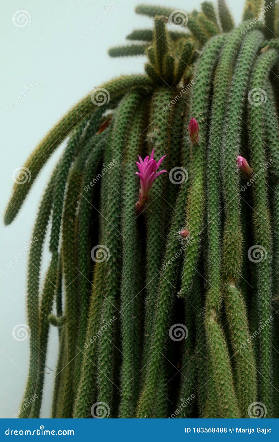 Flor Cor-de-rosa Do Cacto Rabo-de-gato Foto de Stock - Imagem de suculento,  cacto: 183568488