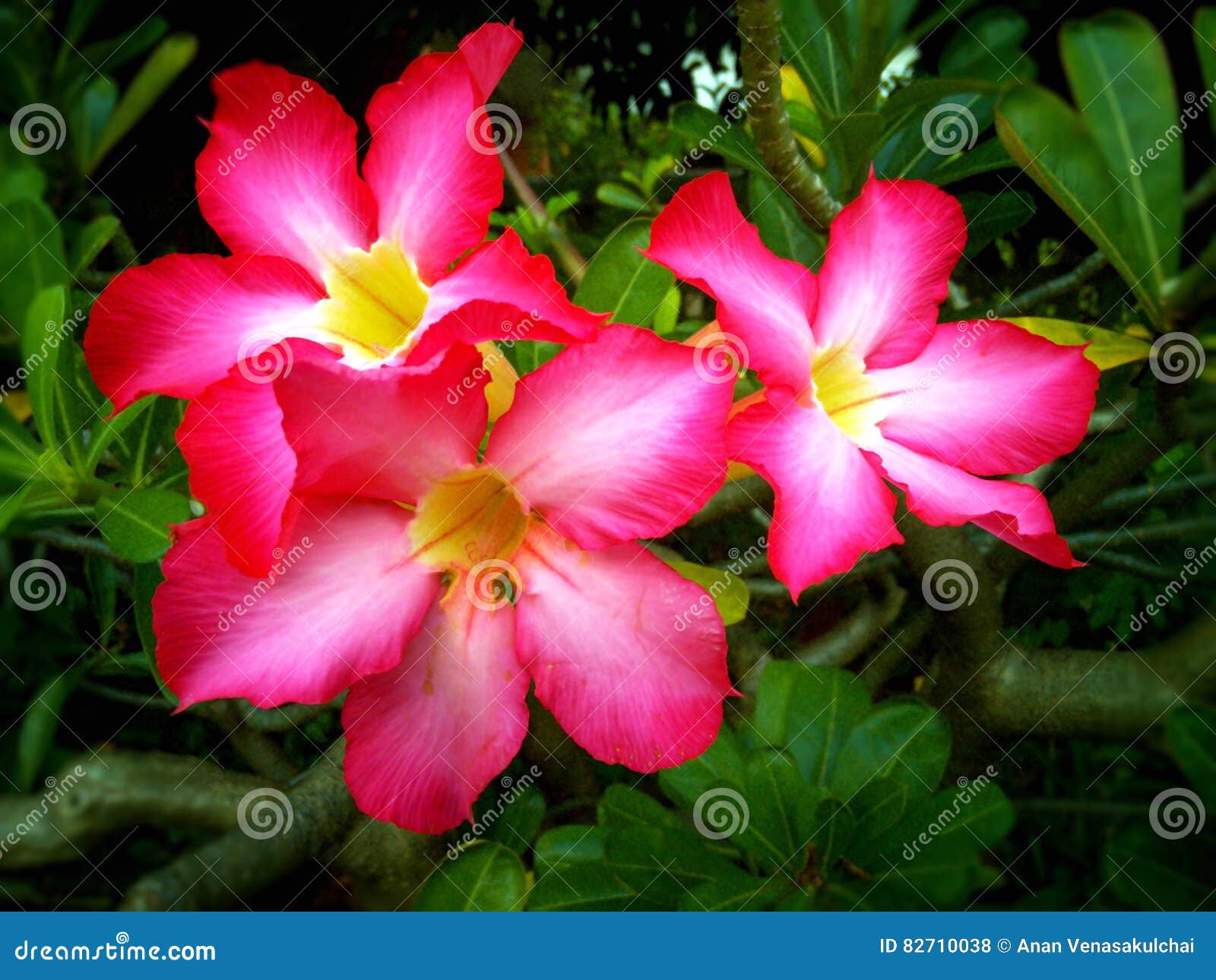 Flor Cor-de-rosa Do Deserto Foto de Stock - Imagem de florescer, fundo:  82710038