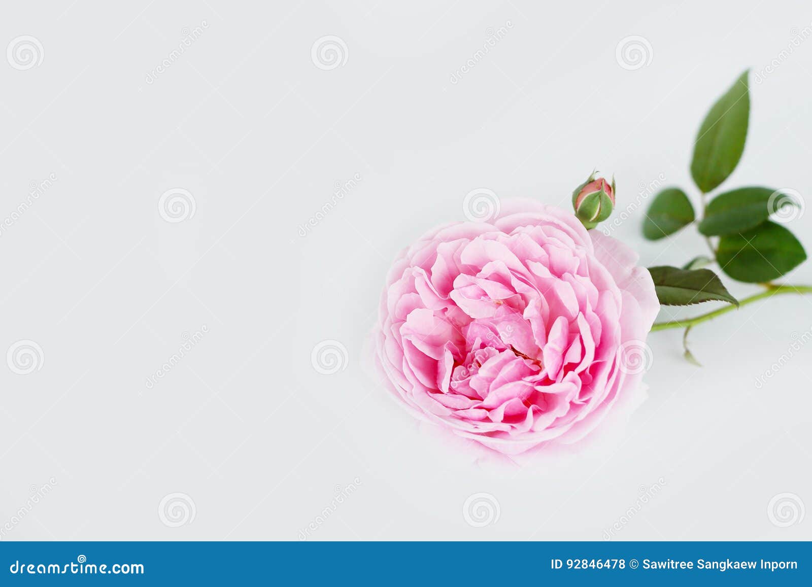 Flor cor-de-rosa do inglês foto de stock. Imagem de flora - 92846478