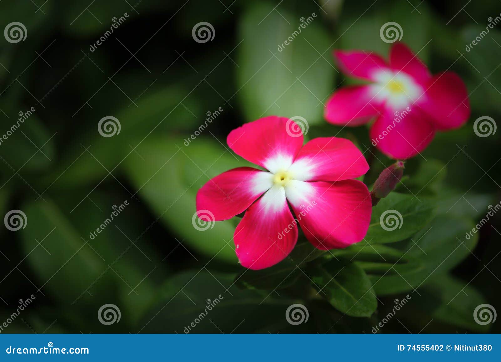 Flor Corderosa Do Roseus Do Catharanthus Foto de Stock Imagem de