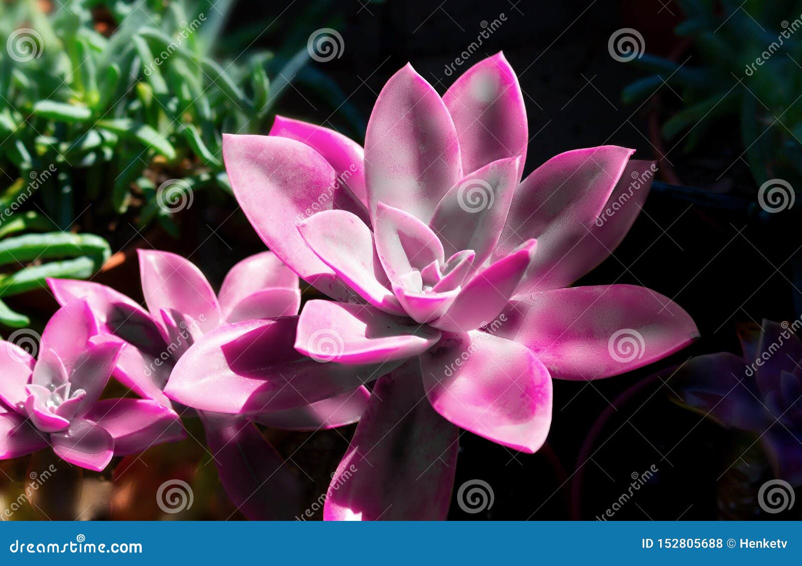 Flor Cor-de-rosa Suculenta Do Cacto Em Um Fundo Escuro Imagem Expressivo  Graciosa Colorida Da Natureza Foto de Stock - Imagem de naughty, fundo:  152805688
