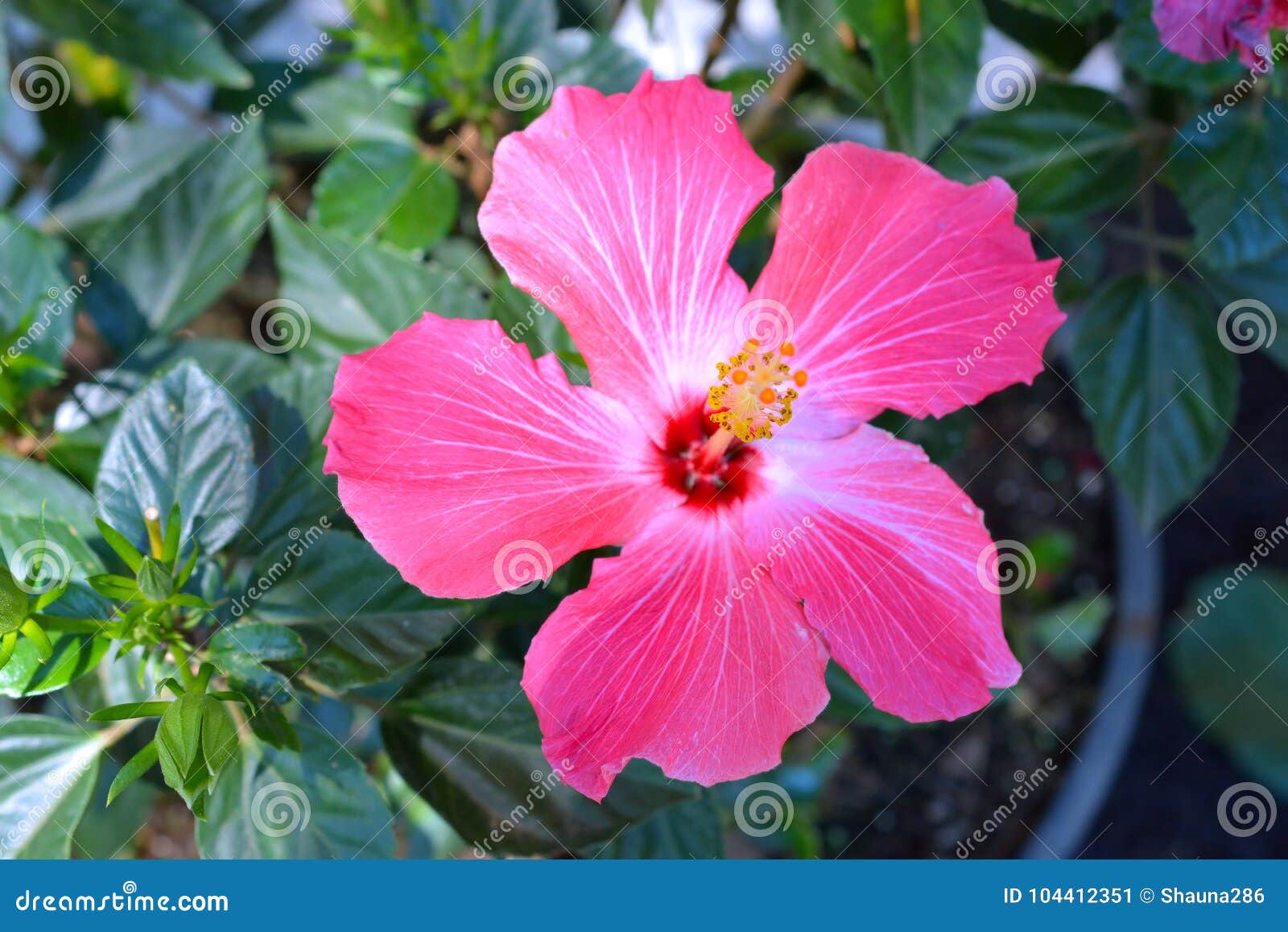 Flor Cor-de-rosa Tropical Do Hibiscus Na Flor Completa Imagem de Stock -  Imagem de cuidado, colorido: 104412351