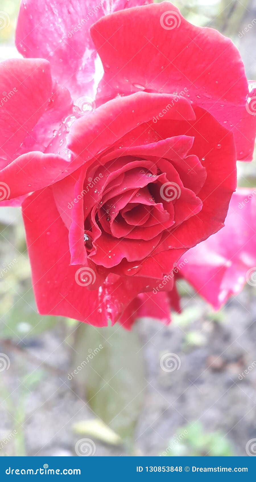 Flor Cor-de-rosa Vermelha, Flor Bonita, Flor Cor-de-rosa, Imagem Natural Da  Flor Foto de Stock - Imagem de imagem, vermelho: 130853848