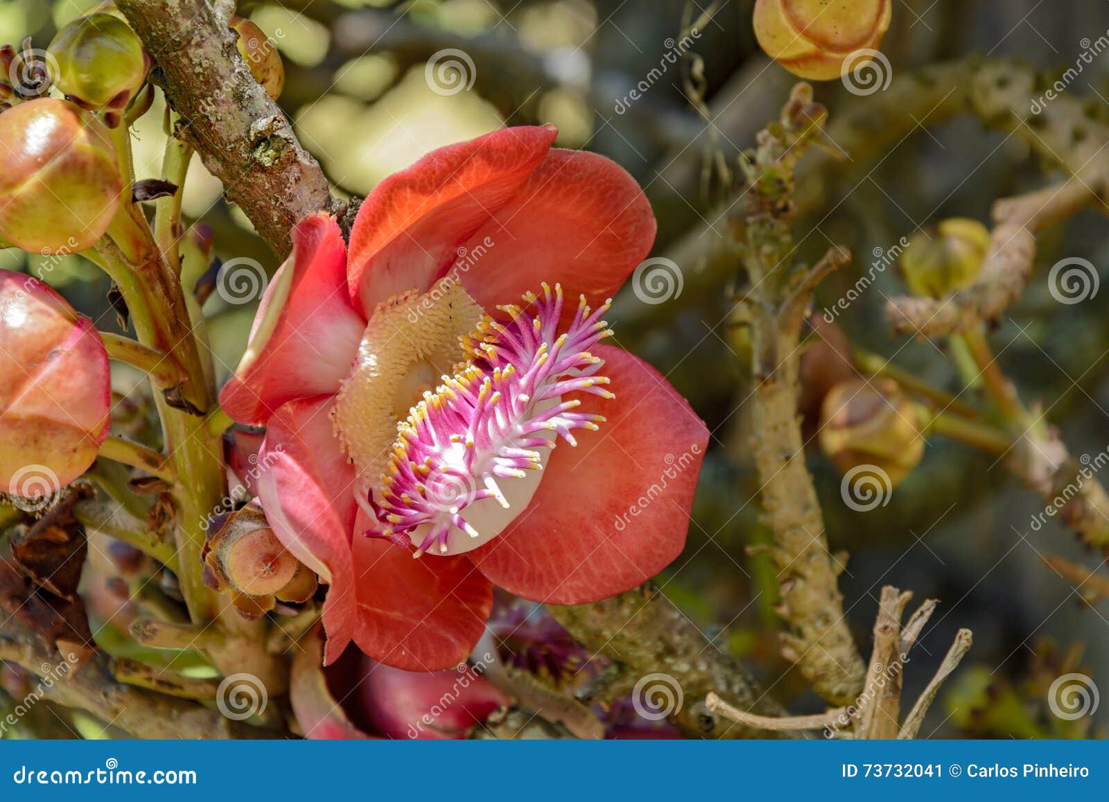 Flor Da Arvore Da Bola De Canhao Imagem De Stock Imagem De Arvore Bola 73732041
