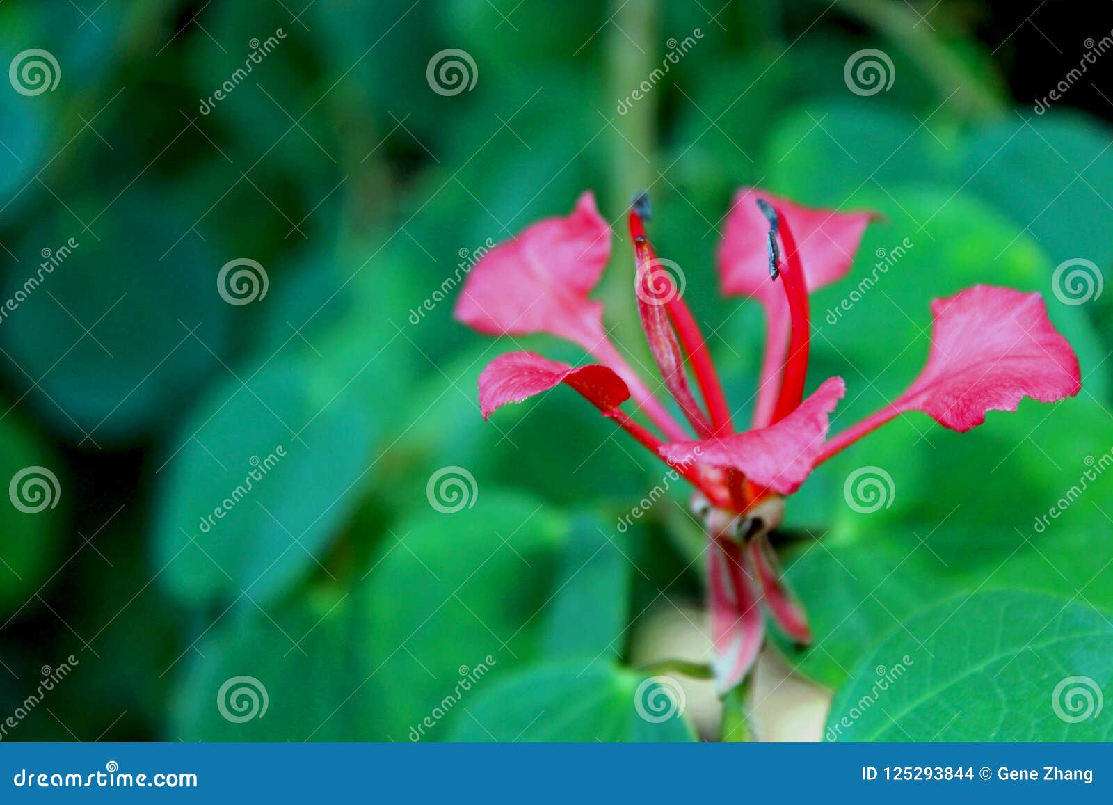 Flor Da árvore De Orquídea Vermelha, Galpinii Do Bauhinia Foto de Stock -  Imagem de espécie, nacionalmente: 125293844