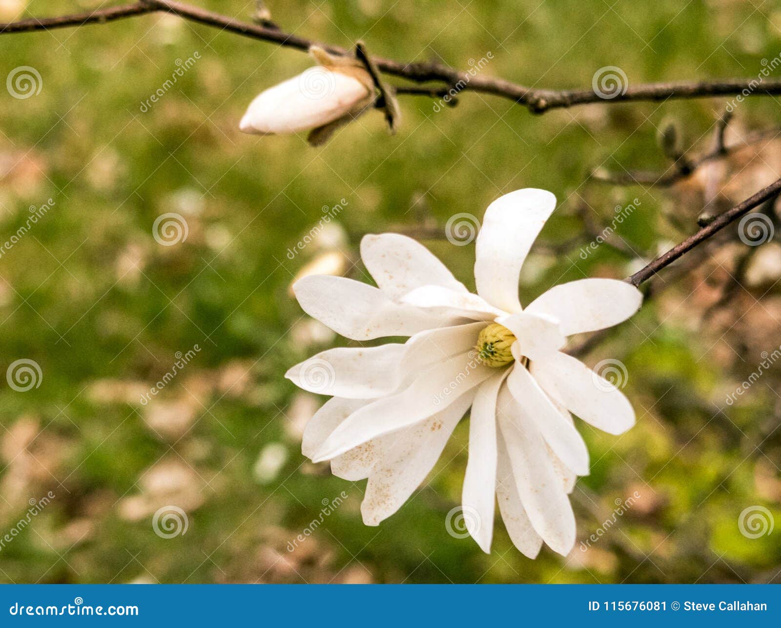 Flor Da árvore Da Magnólia De Estrela Imagem de Stock - Imagem de sazonal,  flor: 115676081