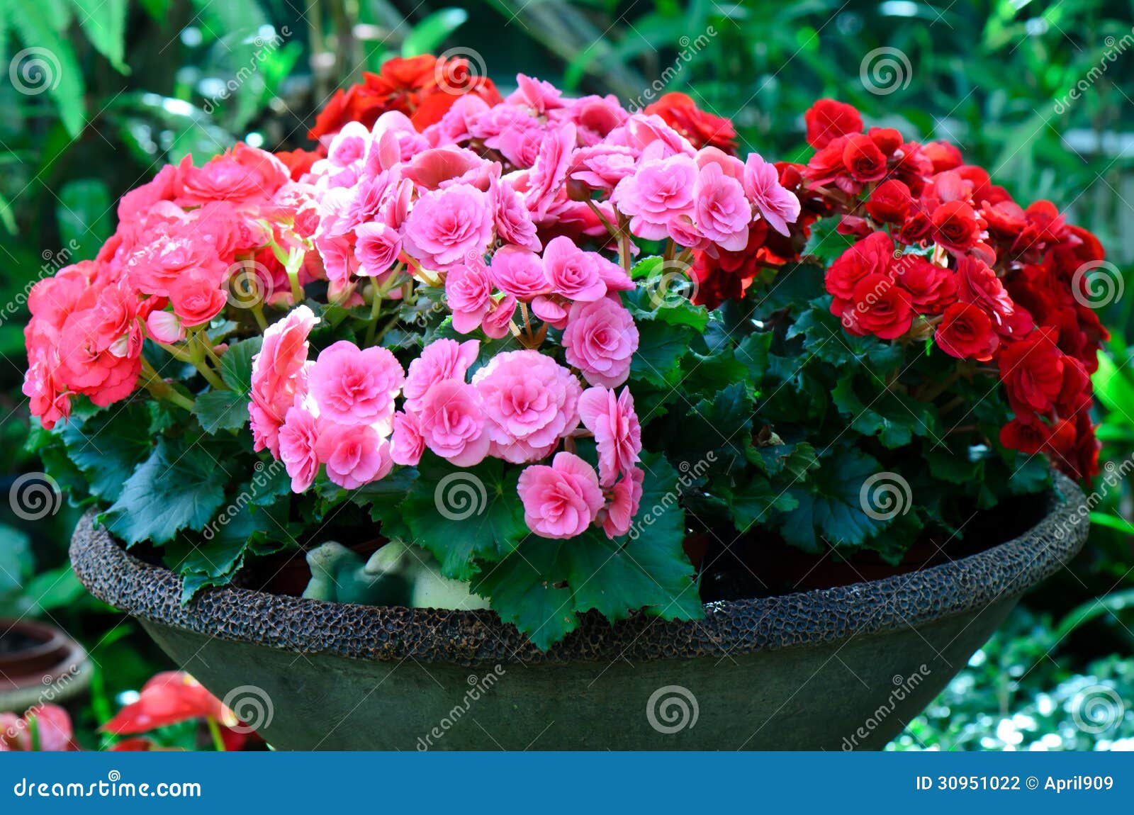 Flor Da Begônia No Vaso De Flores Foto de Stock - Imagem de vertical, flor:  30951022