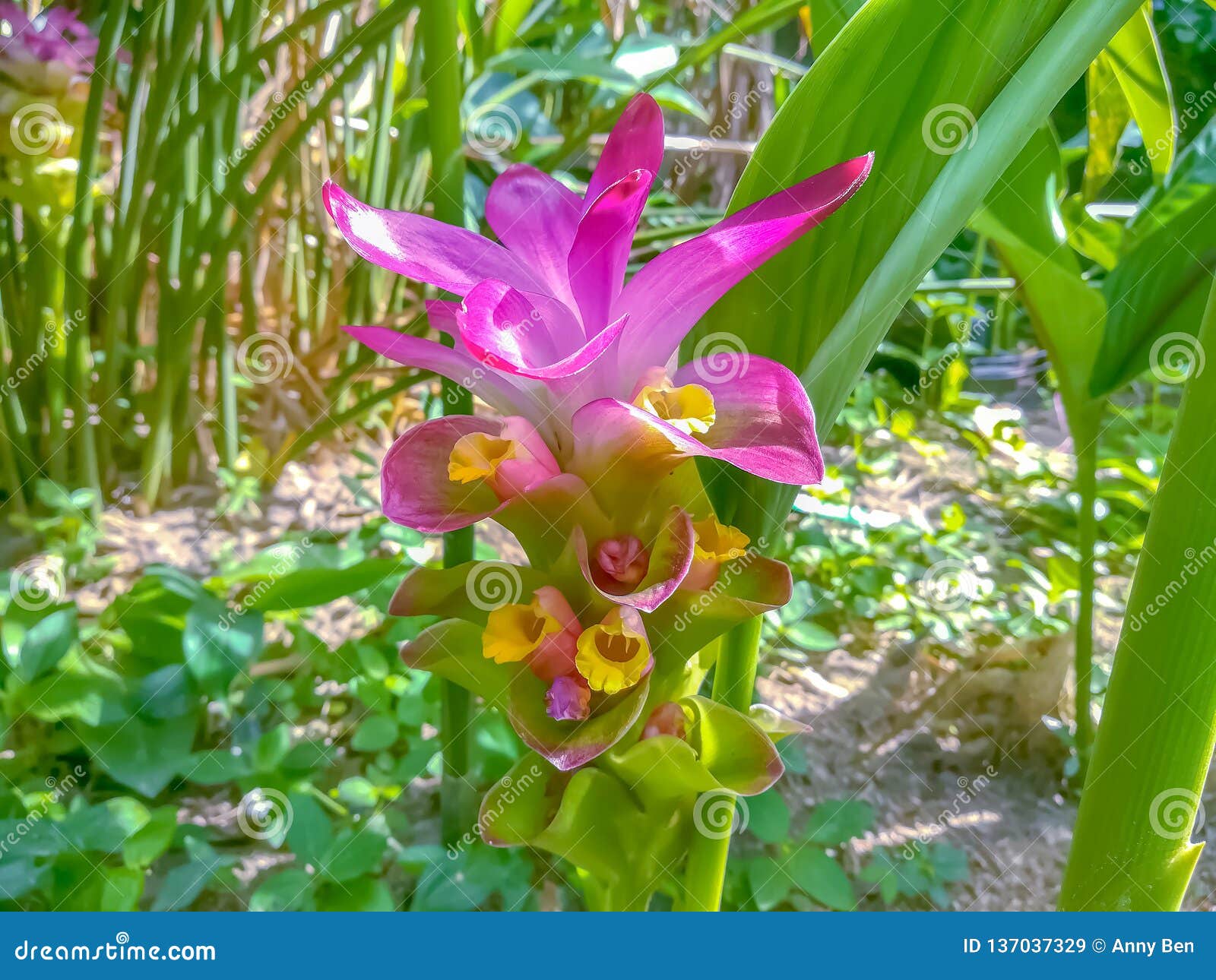 Flor Da Cúrcuma Que Floresce No Jardim Imagem de Stock - Imagem de  jardinar, bonito: 137037329