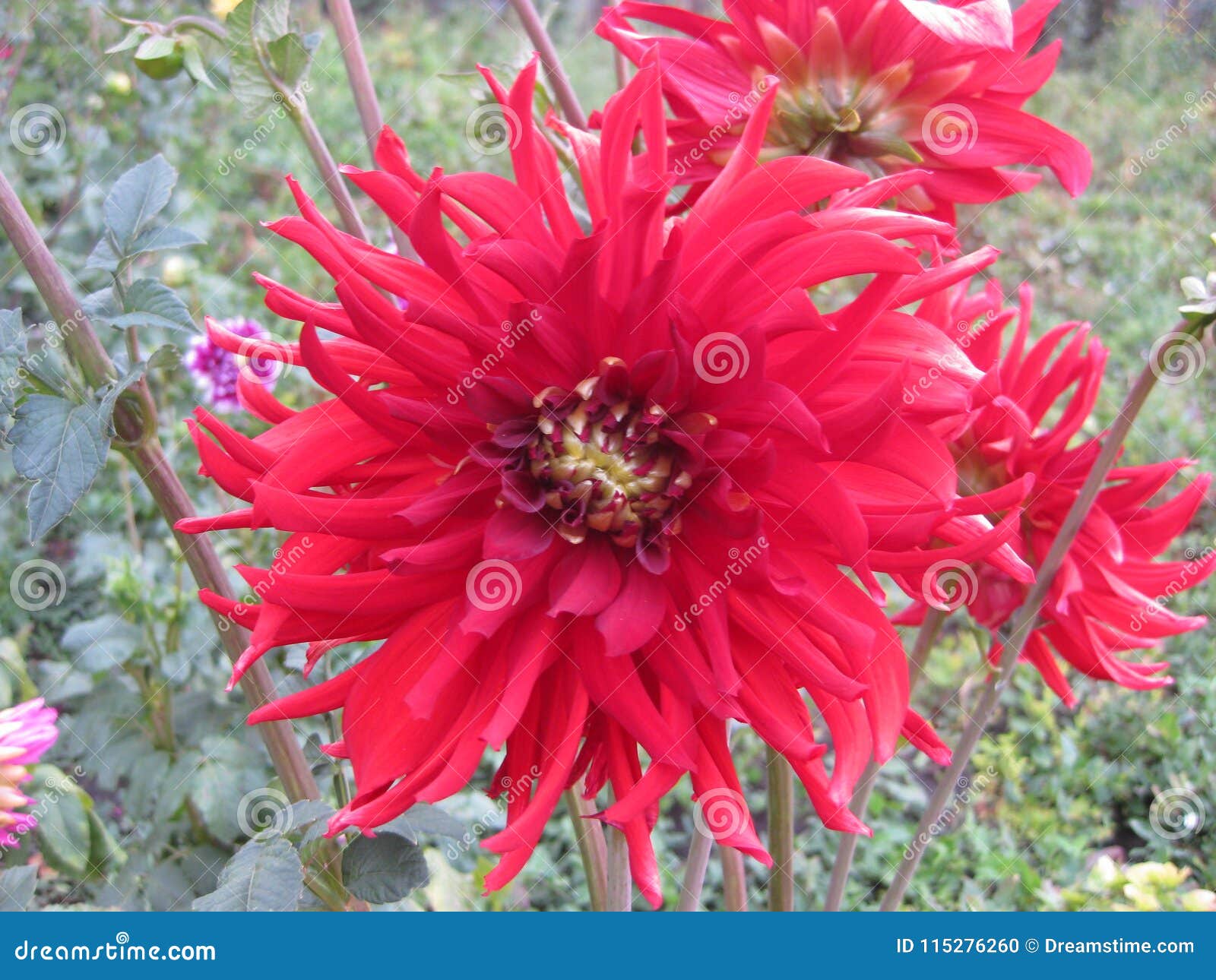 Flor Da Dália Com As Pétalas Dos Carmesins, As Finas E As Longas No Jardim  Foto de Stock - Imagem de flor, fino: 115276260