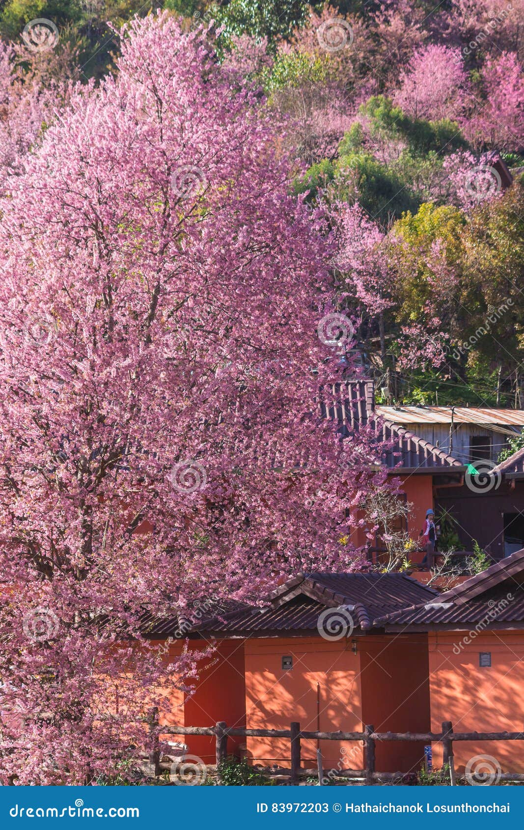 Como Fazer Uma CASA USANDO A NOVA MEDEIRA DE CEREJEIRA DO