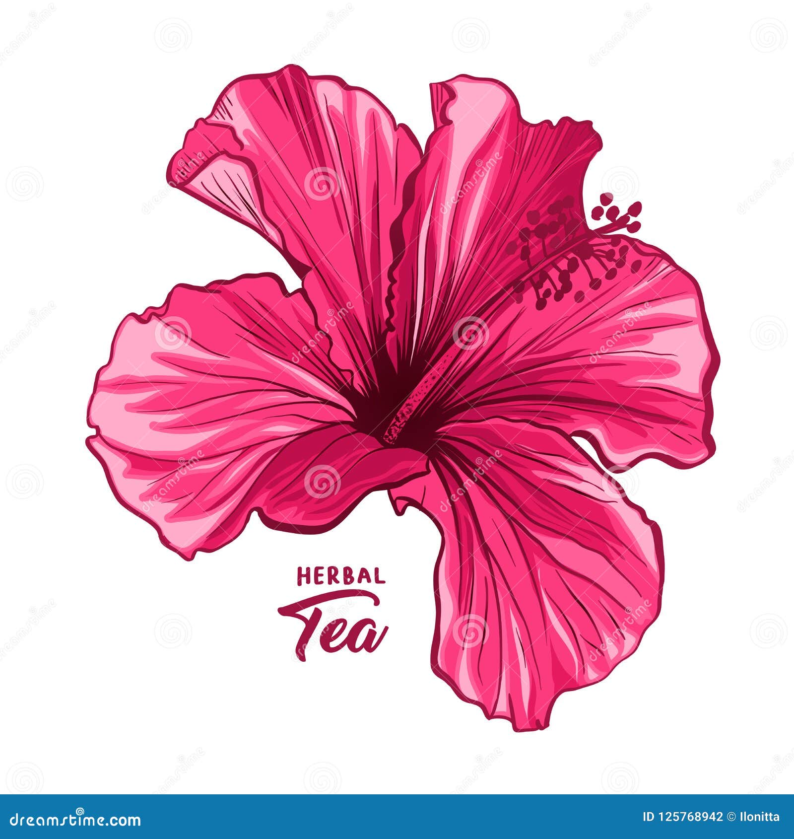 Flor Da Fragrância Do Hibiscus Ou Malva Havaiana Rosa Cor-de-rosa Flora E  Planta Ilustração do Vetor - Ilustração de impetuosamente, havaiano:  125768942