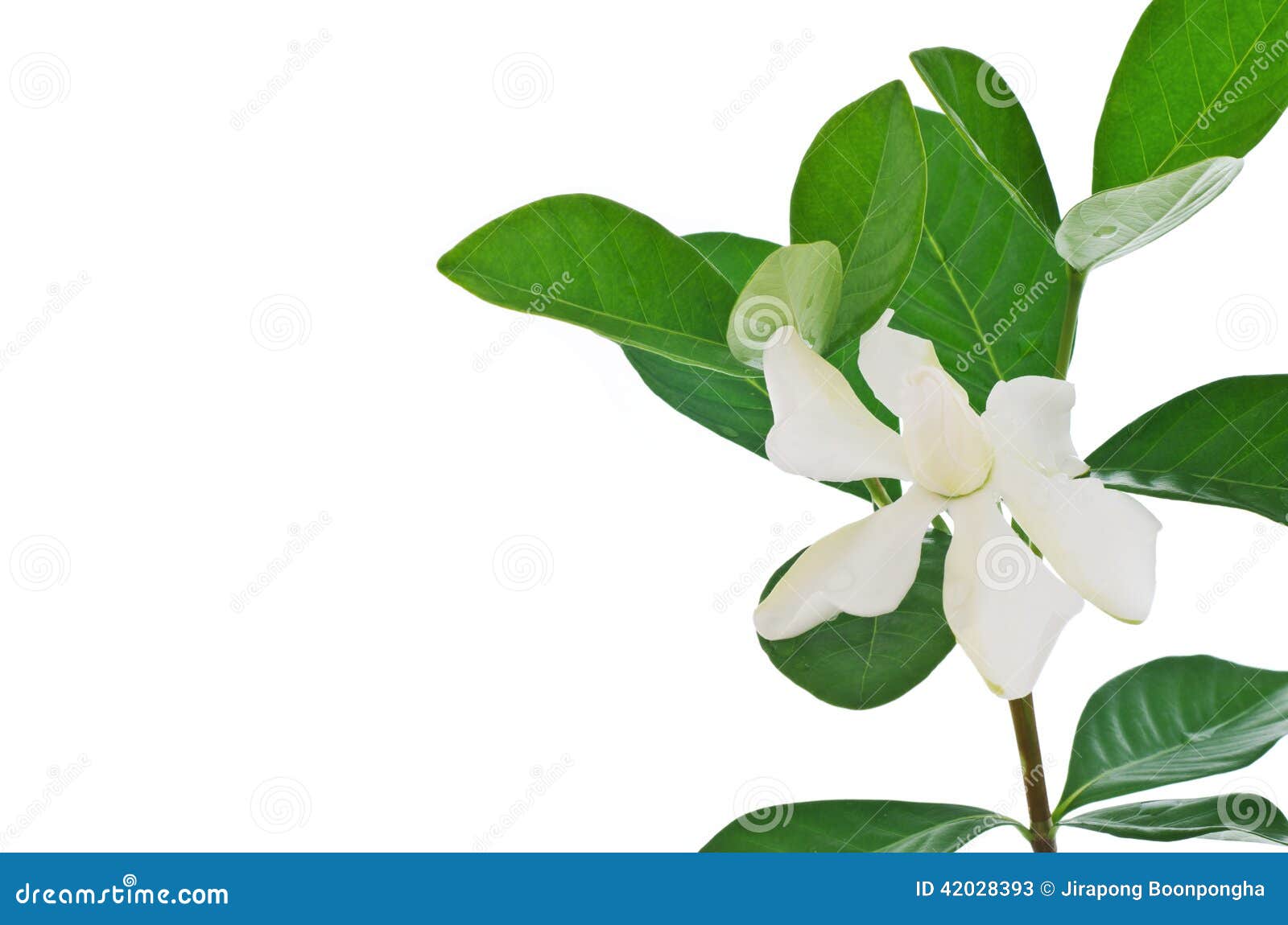 Flor Da Gardênia Ou Jasmim De Cabo Branco (jasminoides Da Gardênia) Imagem  de Stock - Imagem de capa, fundo: 42028393