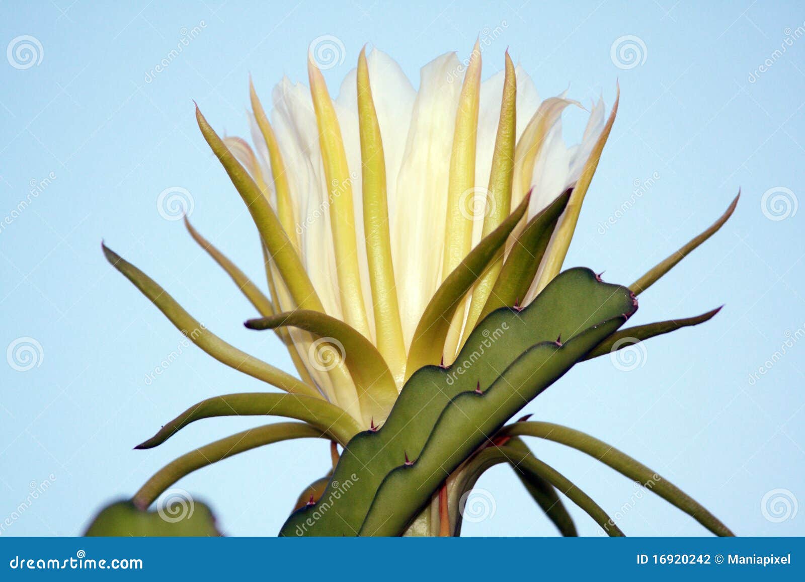 A flor da lua foto de stock. Imagem de inodoro, branco - 16920242