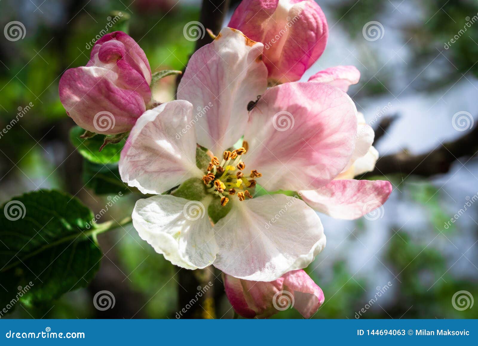 Apple Blossom on Apple Tree Imagem de Stock Imagem de botânica, flor