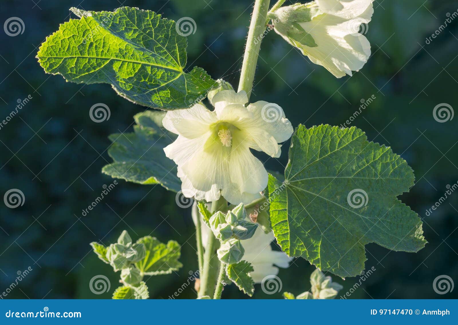 Flor da malva branca foto de stock. Imagem de flor, decorativo - 97147470