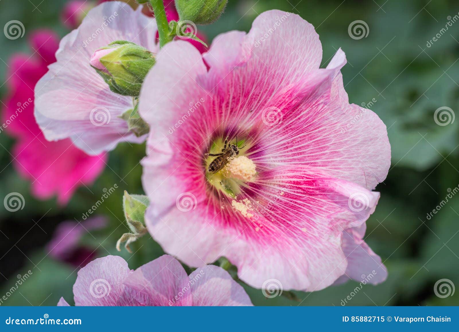 Flor da malva rosa imagem de stock. Imagem de roxo, beleza - 85882715