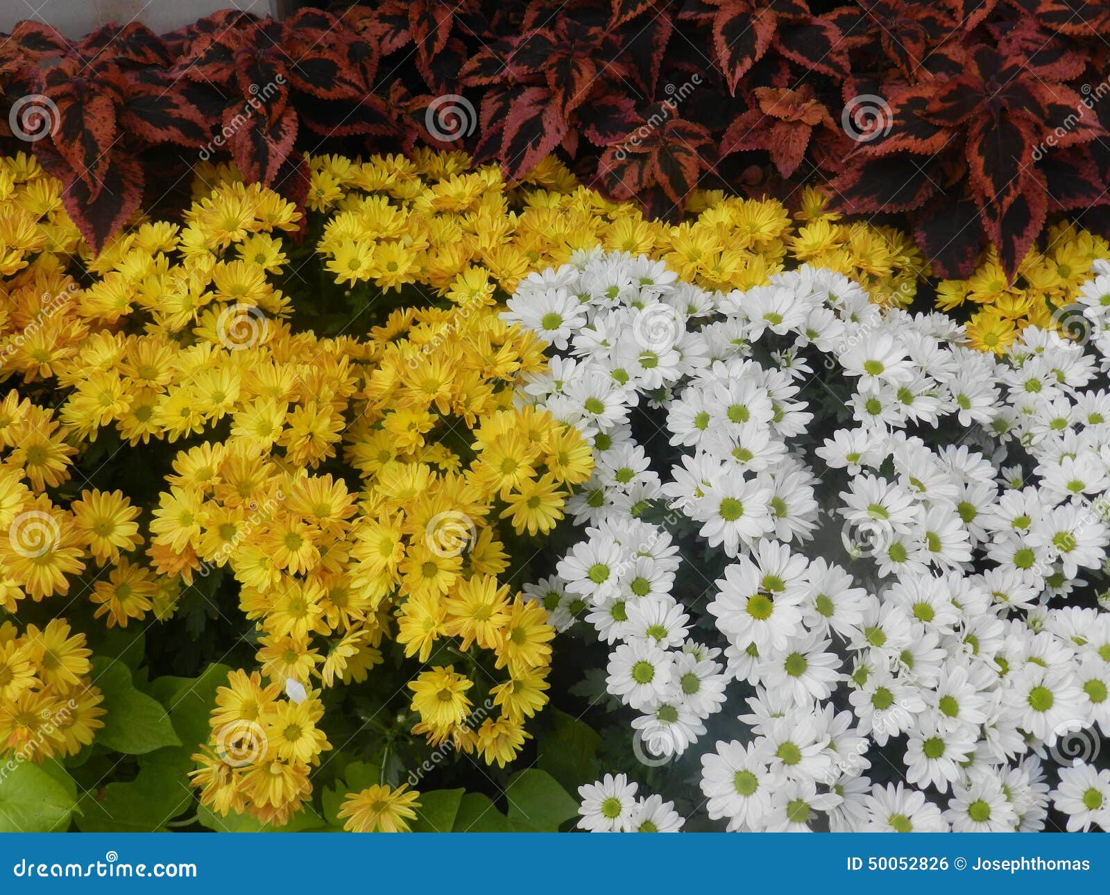 Flor Da Margarida Branca E Amarela Foto de Stock - Imagem de branco,  romântico: 50052826