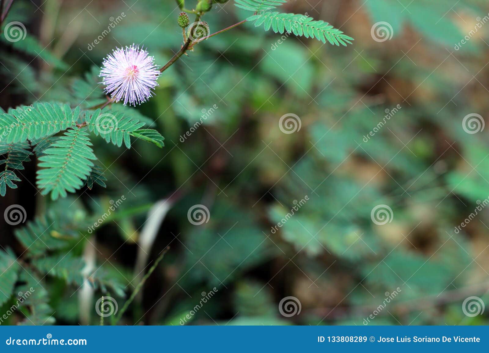 Flor Da Mimosa Do Rosa Da Planta Sensível No Verão Imagem de Stock - Imagem  de folha, terra: 133808289
