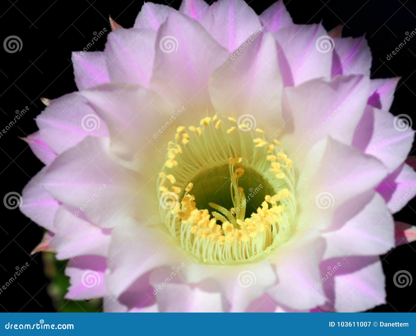 Flor Da Noite Do Cacto De Echinopsis Eyriesil Imagem de Stock - Imagem de  cactos, insetos: 103611007