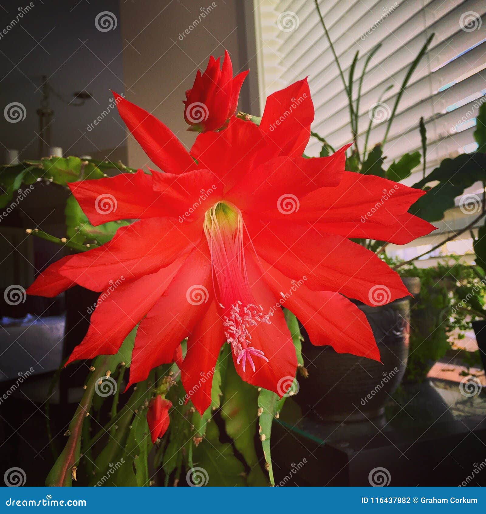 Flor da orquídea do cacto foto de stock. Imagem de vermelho - 116437882